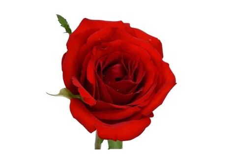 Ocuvit contient l'extrait rose